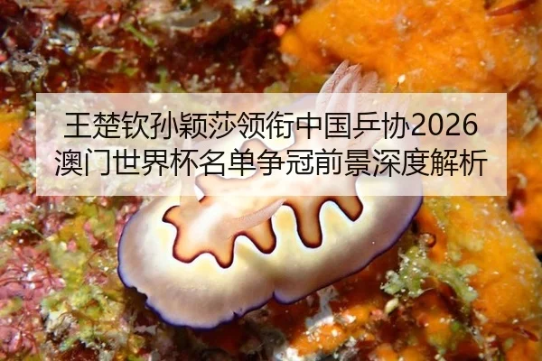 wang-chu-qin-sun-ying-sha-ling-xian-zhong-guo-ping-xie-ao-men-shi-jie-bei-ming-dan-zheng-guan-qian-jing-shen-du-jie-xi-2-799.jpg